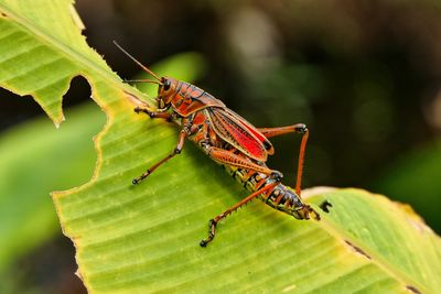 Lubber grasshopper 
