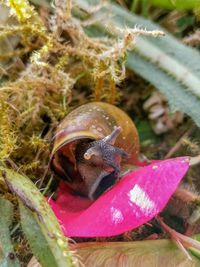 Close-up of snail on plant