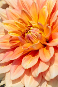 Close-up of dahlia