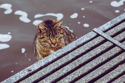 Portrait of cat sitting outdoors