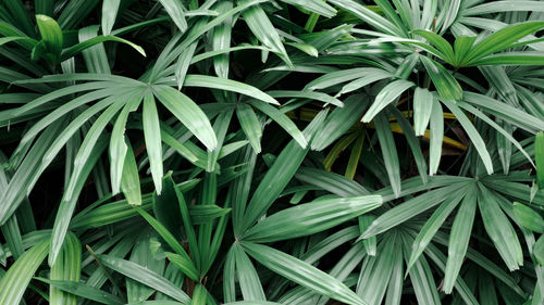 Full frame shot of plants