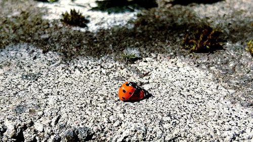 Close-up of ladybug