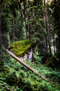 Trees in forest against sky