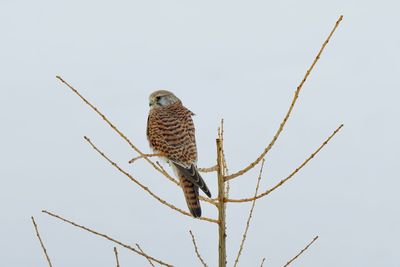 Low angle view of eagle perching on branch