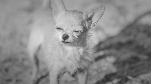 Close-up portrait of dog