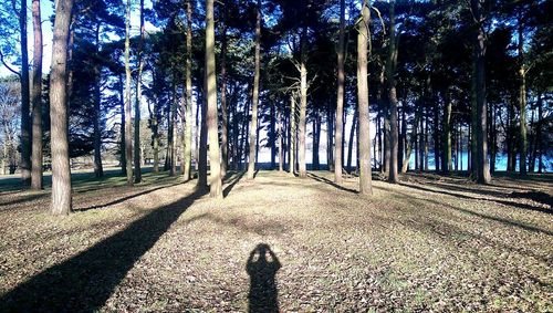 Shadow of trees on forest