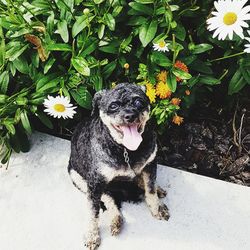 High angle view of dog on flower