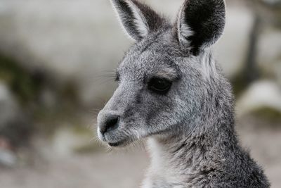 Close-up of a kangaroo 