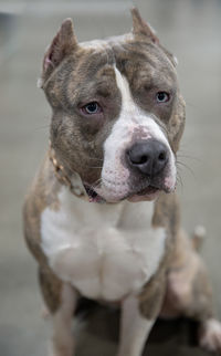 Close-up portrait of dog looking at camera