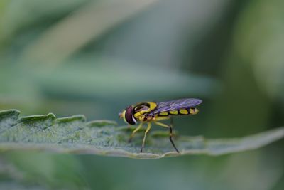 Close-up of insect on flower