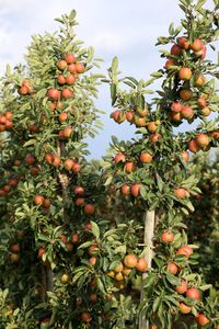 Low angle view of orange fruits on tree