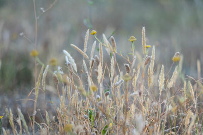 Close-up of flowering plants on field