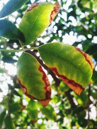 leaf