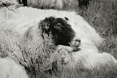 Sheep and lamb standing on grassy field