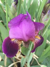 Close-up of purple iris blooming outdoors