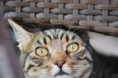 Portrait of cat in basket