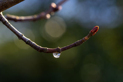 Close-up of raindrops on branch