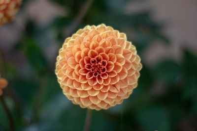 Close-up of orange flower