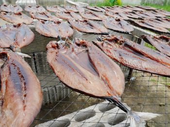 High angle view of fish for sale at market