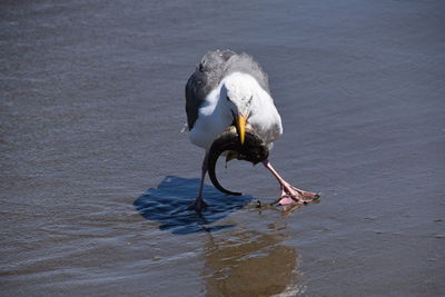 High angle view of seagull on lake