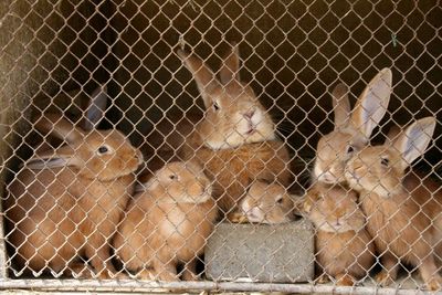 Close-up of rabbits in cage