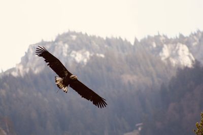 Low angle view of bald eagle flying in the mountains 