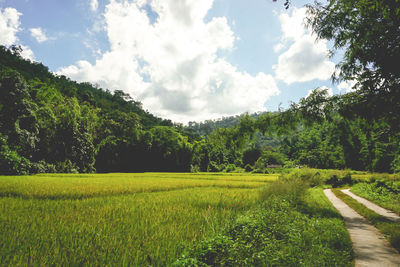 Scenic view of field against sky