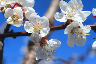 Close-up of white cherry blossom tree