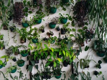 Full frame shot of potted plants on wall