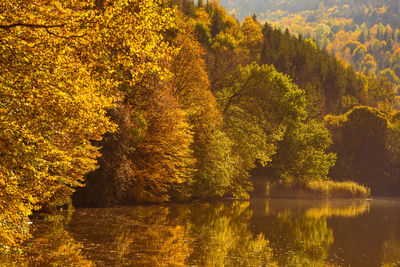 Lake fog landscape with autumn foliage and tree reflections in styria, thal, austria. 