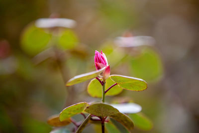 Close-up of pink flowering plant