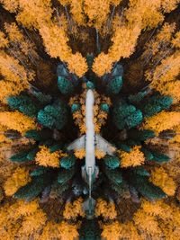 High angle view of abandoned airplane fallen on trees in forest during autumn