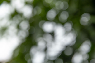 Close-up of white flowering plants