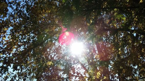 Low angle view of trees in forest