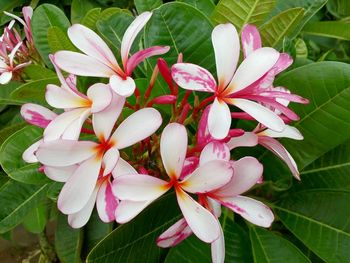 Close-up of frangipani blooming outdoors