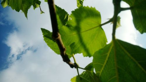 Low angle view of fresh green plant against sky