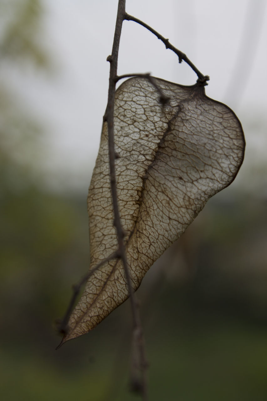 CLOSE-UP OF DRIED LEAVES HANGING OUTDOORS
