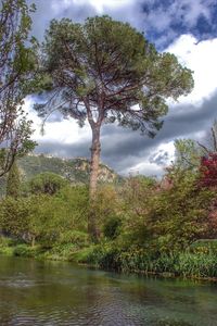 Scenic view of trees against cloudy sky