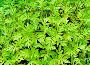 The texture of marigold seedling leaf in the seedling basket