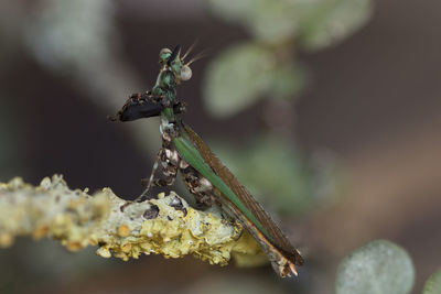 Close-up of insect on plant