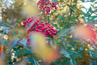 Close-up of fruits on tree