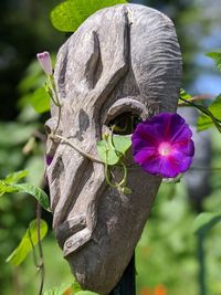 Close-up of purple flowering plant