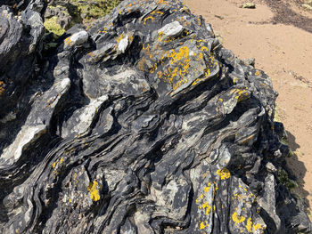 Close-up of lichen on rock