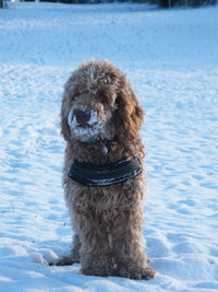 Portrait of dog on snow field