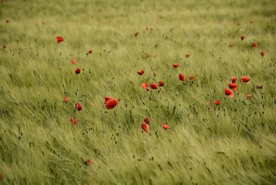 Close-up of red poppies growing in field