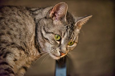 Close-up of a cat looking away