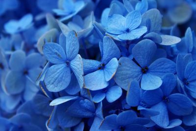 Full frame of blue hydrangea flowers