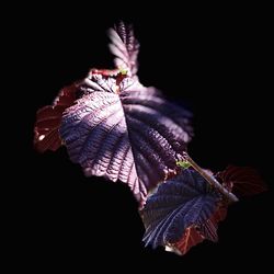 Close-up of leaves against black background