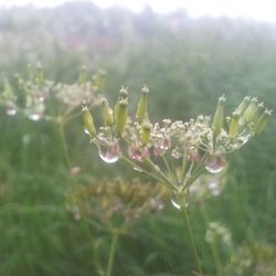 Close-up of flowers blooming in garden