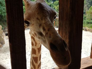 Close-up of horse in zoo